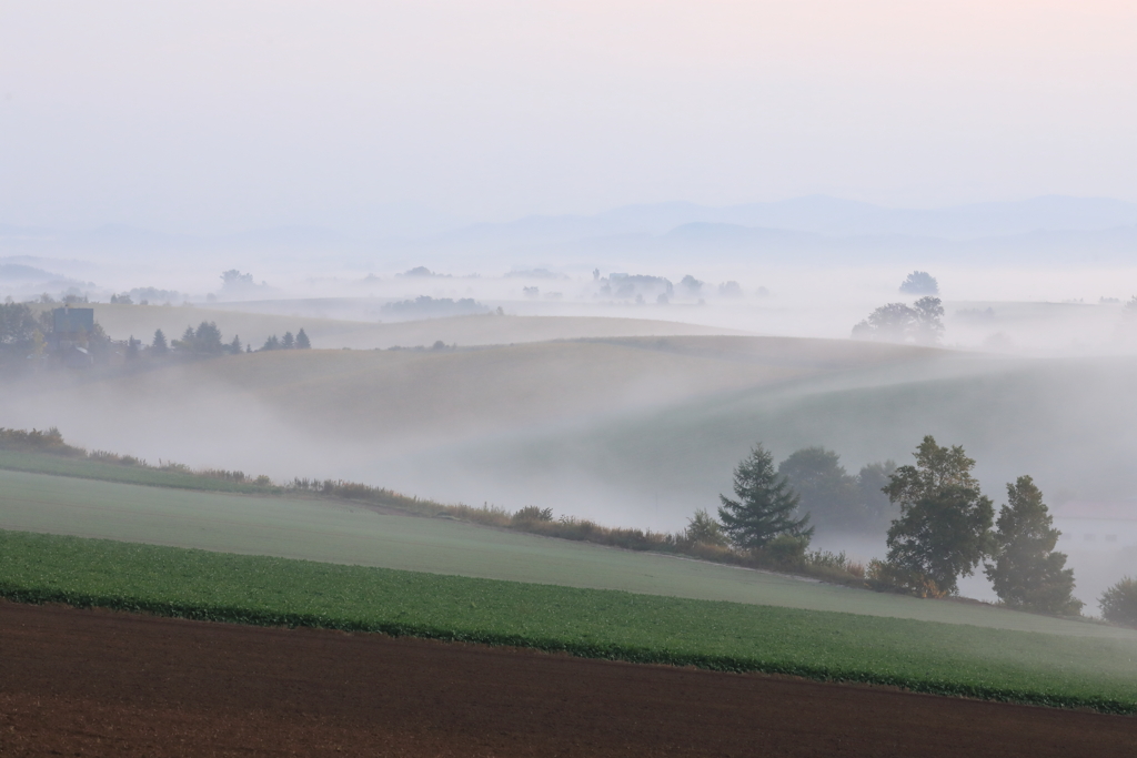 丘の朝　霧纏う