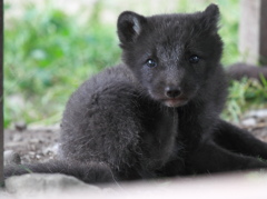 Child of Arctic fox