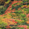 紅葉