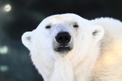 Polar bear