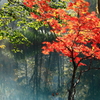 紅葉眩しく