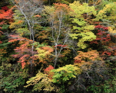 錦の宴
