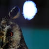 Long-eared Owl