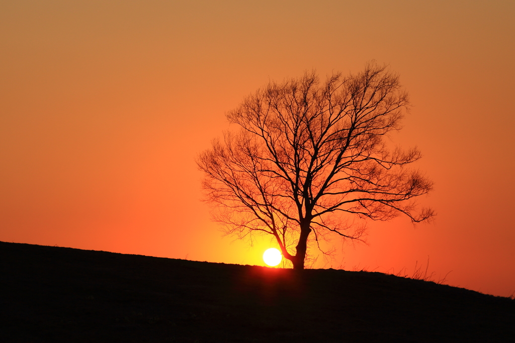 落日の樹
