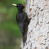 Woodpecker