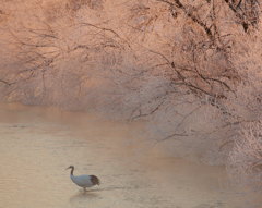 朝霧の川に佇む