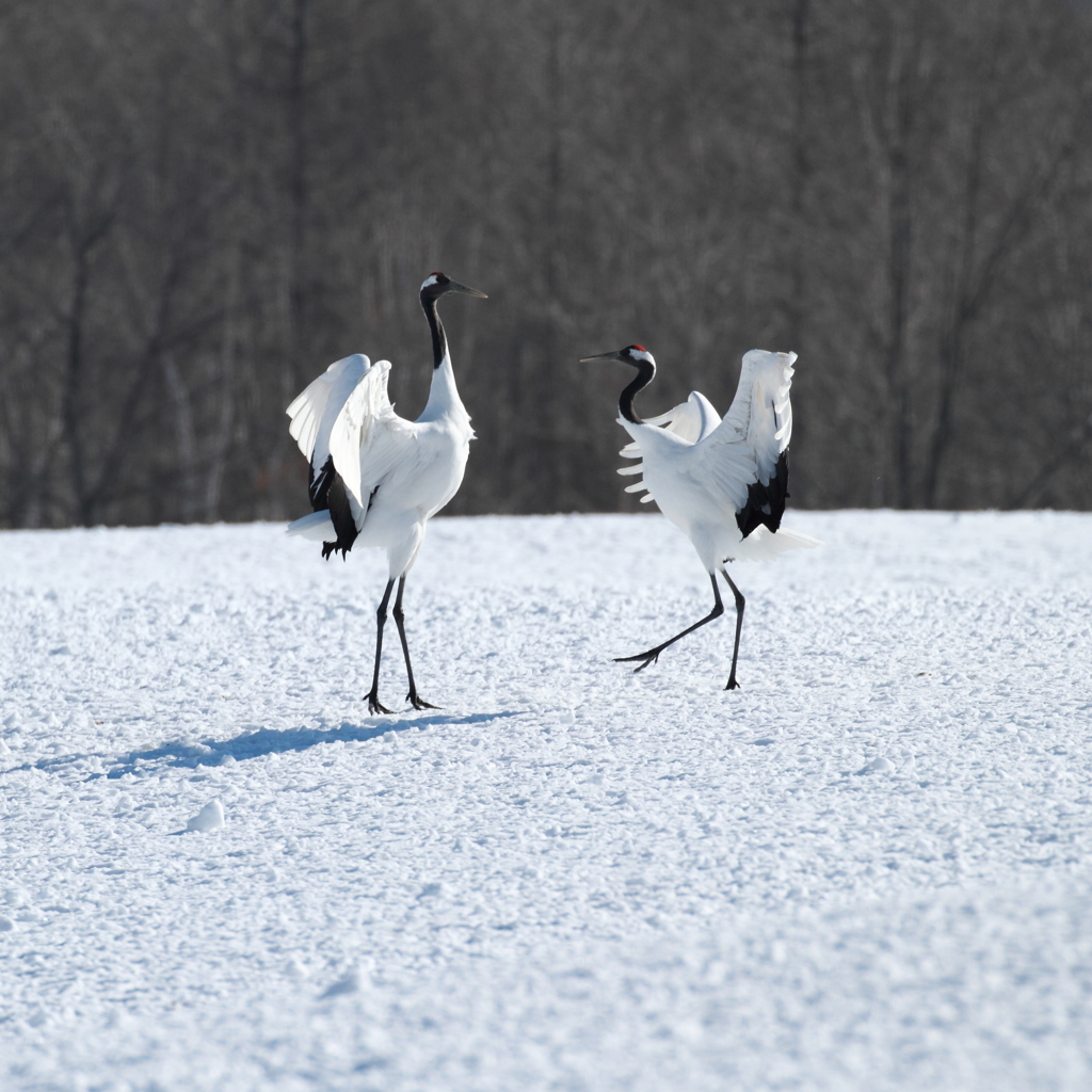 Dance of crane