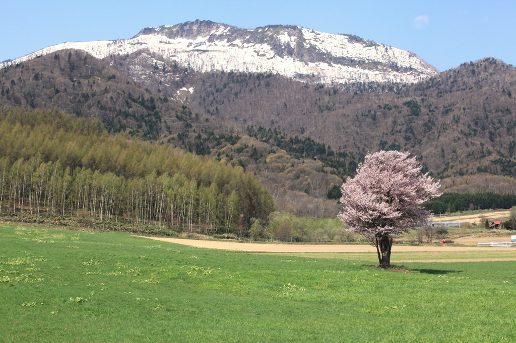 青空と残雪、そして桜。