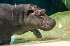 Hippo~Momokichi