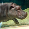 Hippo~Momokichi