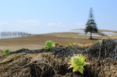 Butterbur and Christmas tree 