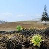 Butterbur and Christmas tree 