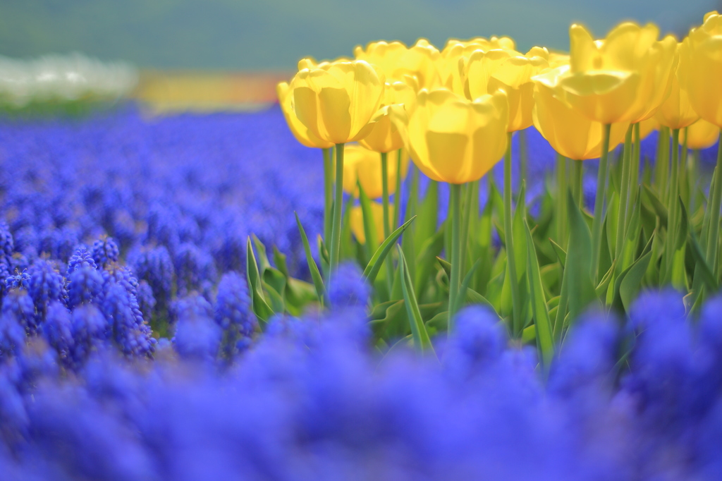 Muscari and Yellow Tulip