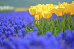 Muscari and Yellow Tulip