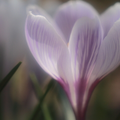 Crocus