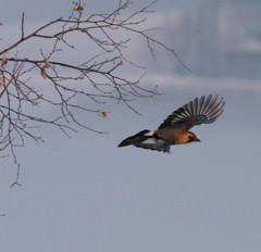 Flying Jay～カケス飛ぶ