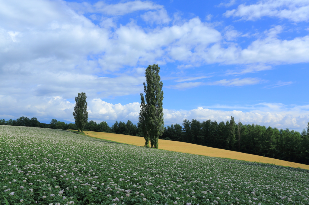 Potato field