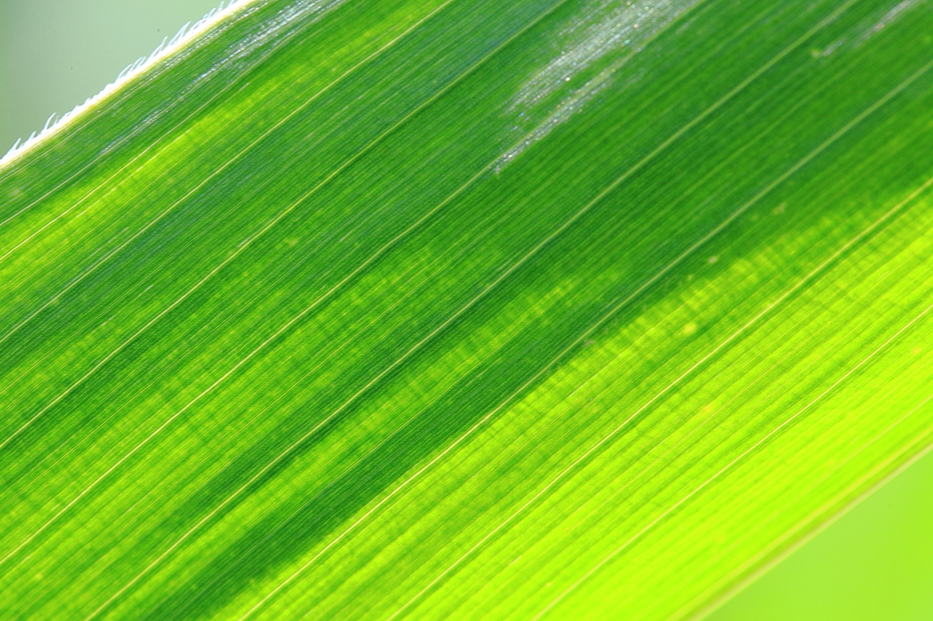 corn green
