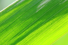 corn green