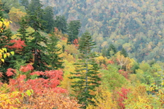 十勝岳の秋彩