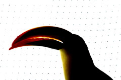 Keel‐billed Toucan