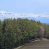 落葉松新緑に桜花彩る