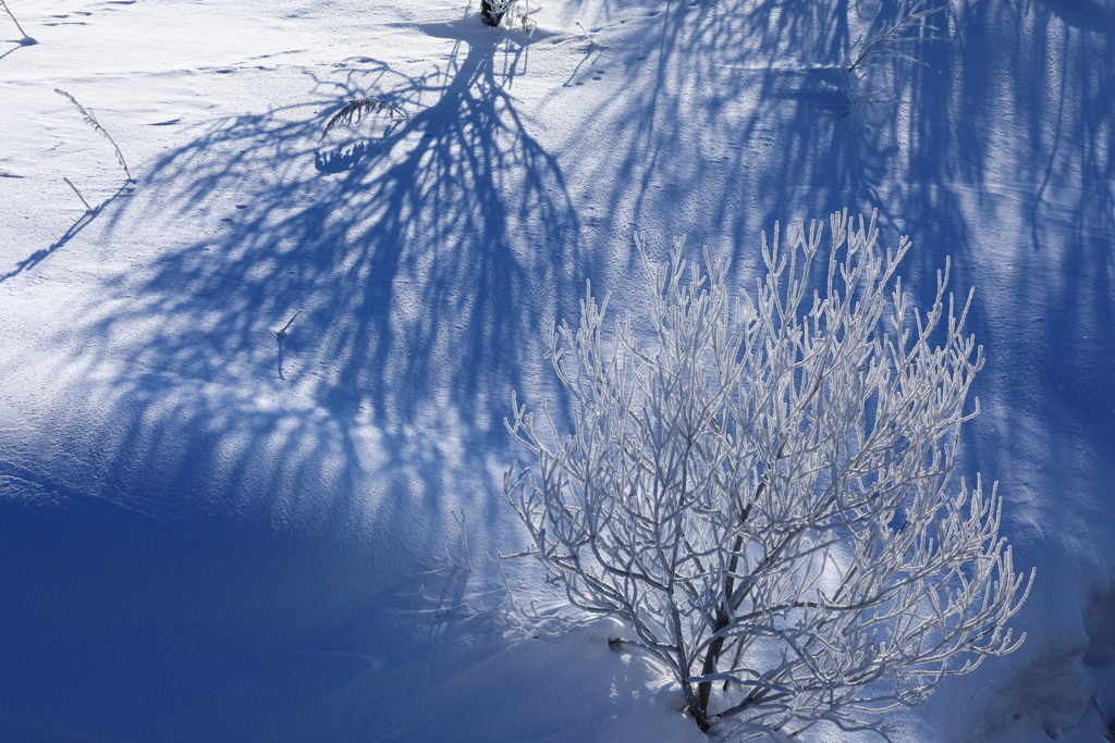 Frost tree/Shadow