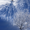 Frost tree/Shadow