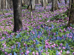 春の花、咲き競う