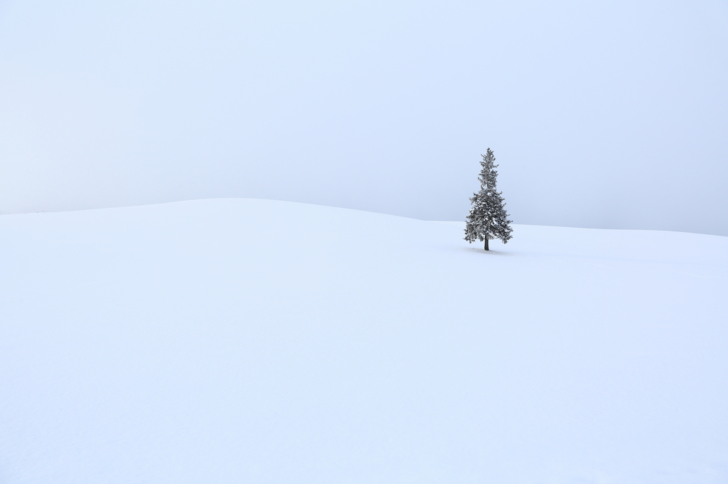 白い丘白い空～樹氷の樹