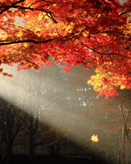 10月の遅れた紅葉～美瑛回顧録2012