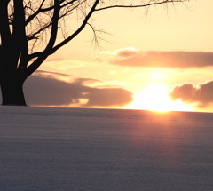 哲学の木～昇る朝陽