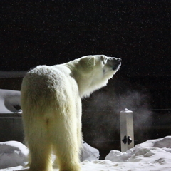 雪降る夜空に