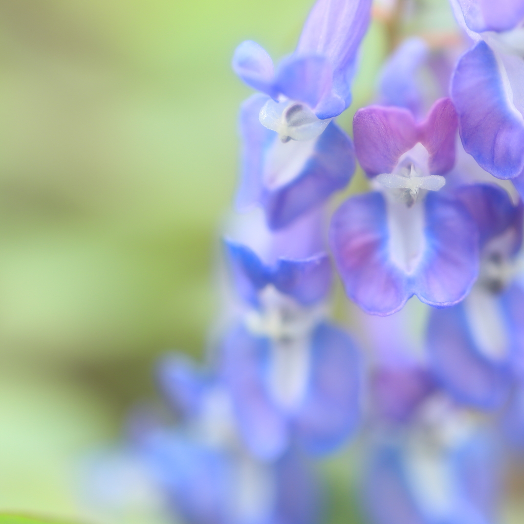 Spring Ephemeral～蝦夷延胡索