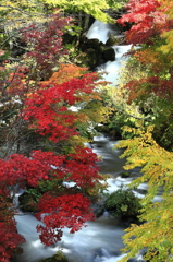 彩り美しき渓の流れ