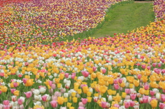 Tulip path~purple and yellow