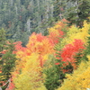 山紅葉