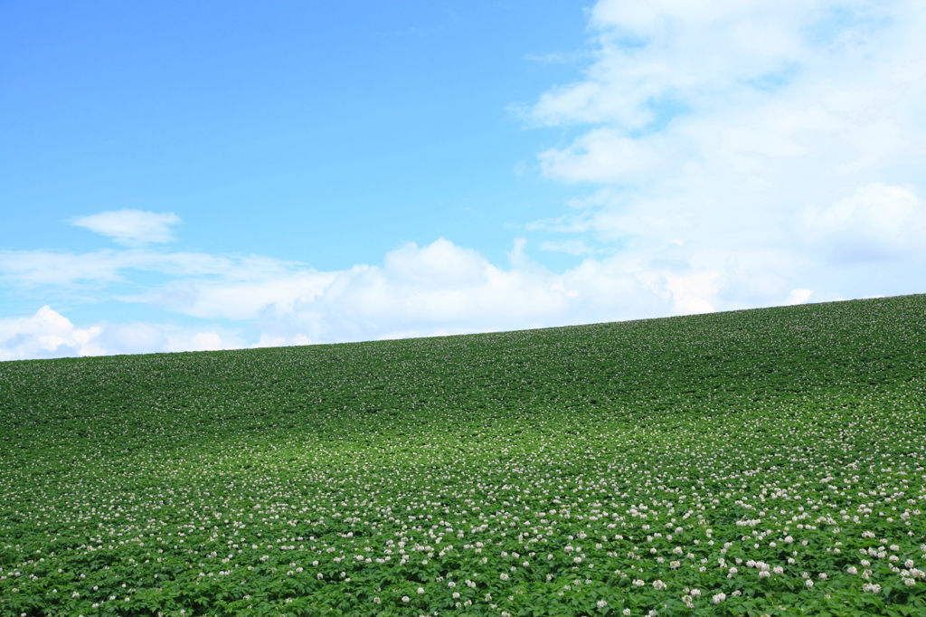 Potato field