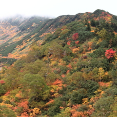 十勝岳紅葉