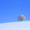 真っ青な空と真っ白な木