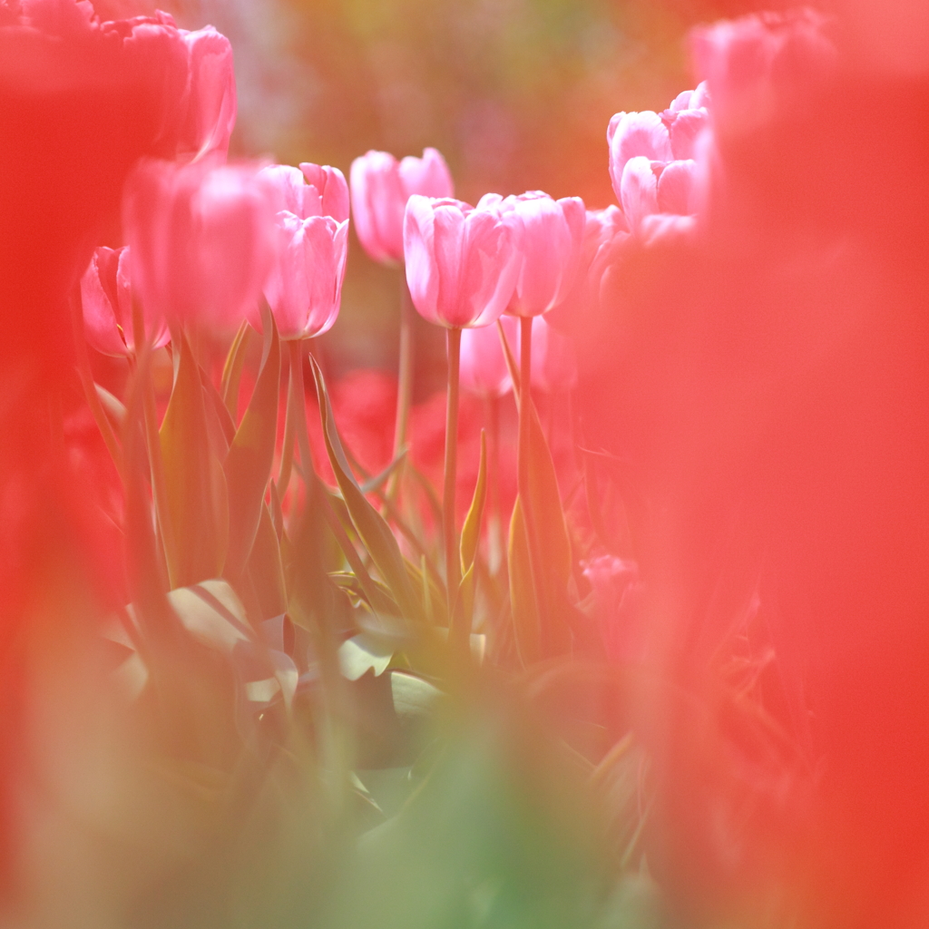 Scarlet or Pink