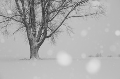 Snowfall  of philosophical tree
