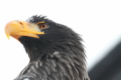 Steller's sea eagle