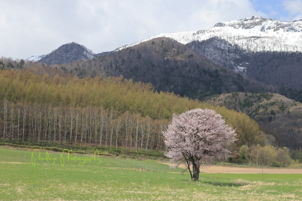 春風に咲く一本桜