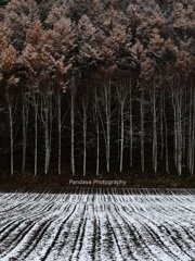 雪と畑と白樺と落葉松