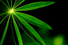 Leaf of lupin