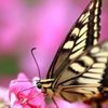 swallowtail butterfly