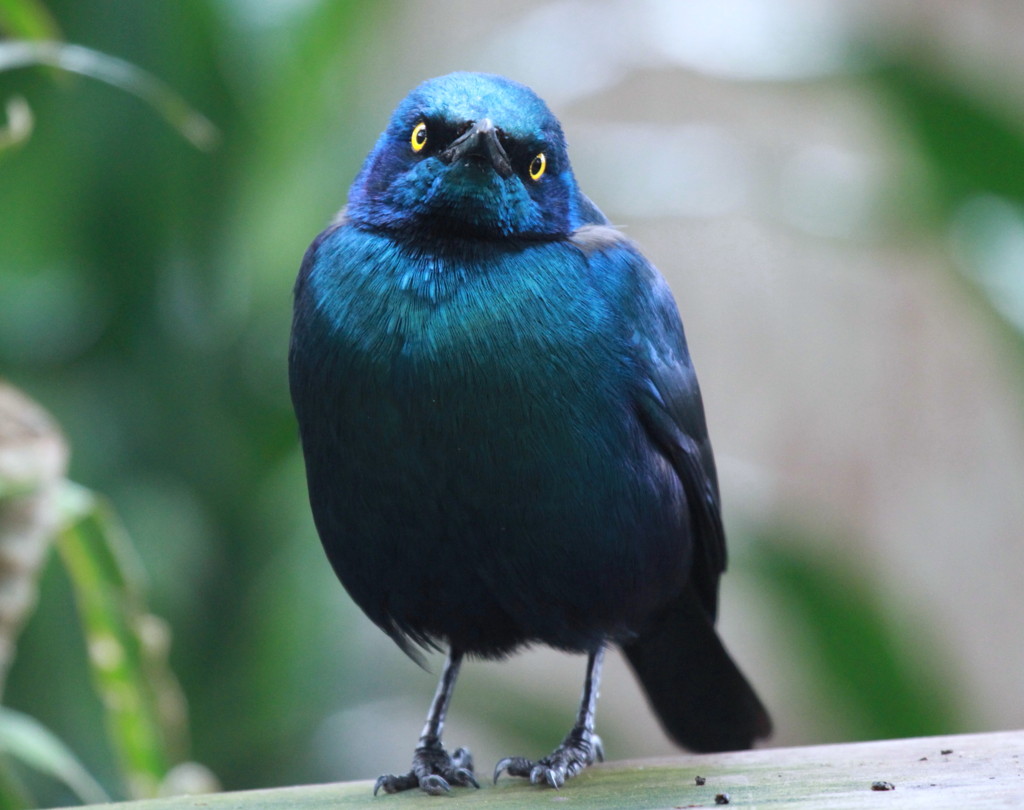 Blue-eared Glossy Starling