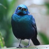 Blue-eared Glossy Starling