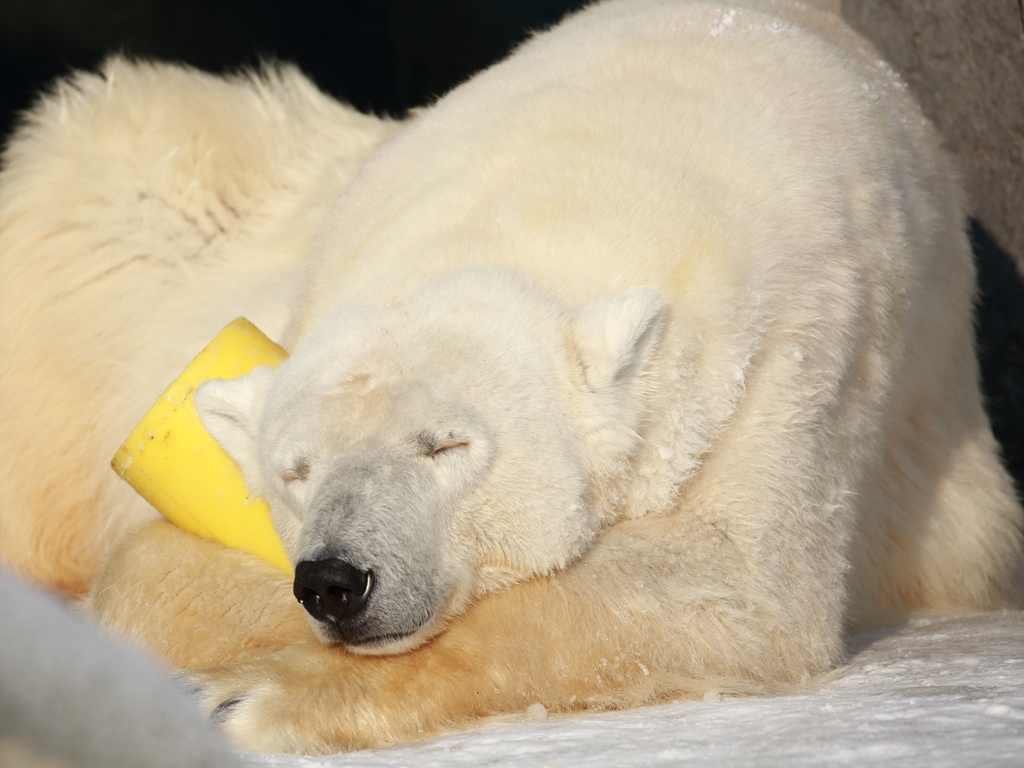 Nap of a polar bear